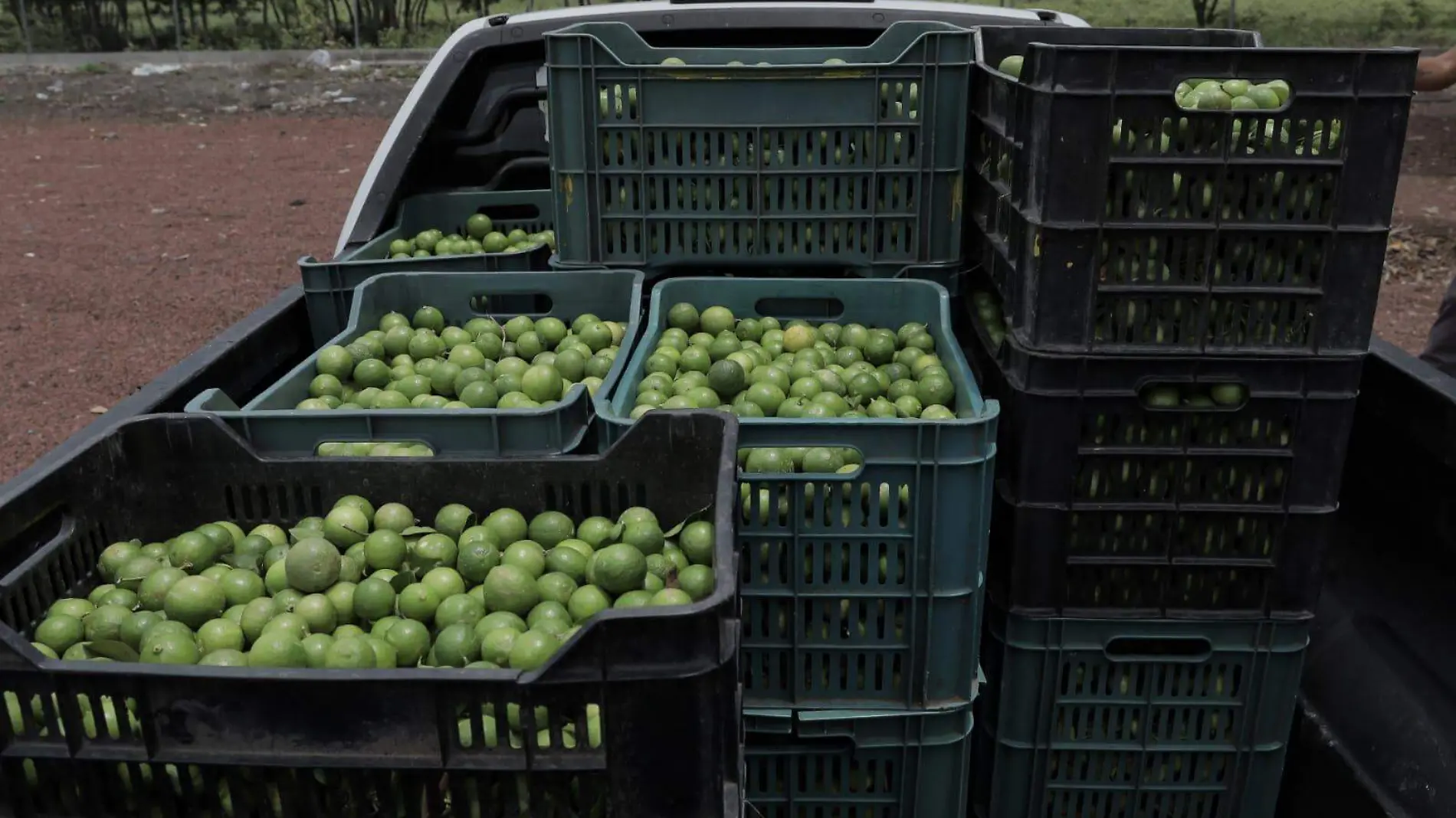 Limones - Limoneros - apatzingán